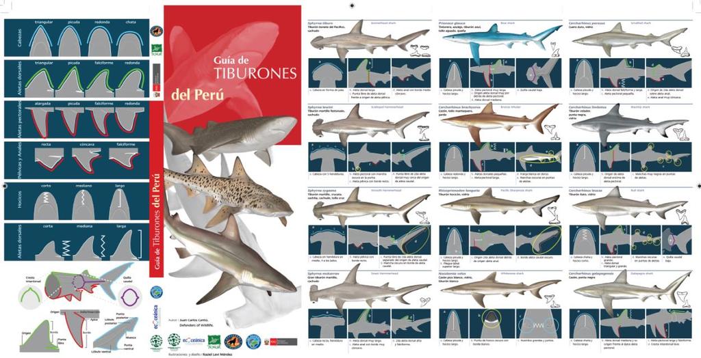 Guía de tiburones del Perú- ONG (2013) Guía de campo para la