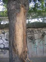 La anchura de la madera vista o hueco es más perjudicial para el árbol que su altura puesto que es mayor el número de vasos conductores
