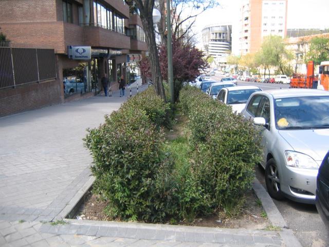 Si la posición arbolada está situada en la calzada y no en la acera, la medida de anchura será la misma que si el árbol estuviera situado en la acera.