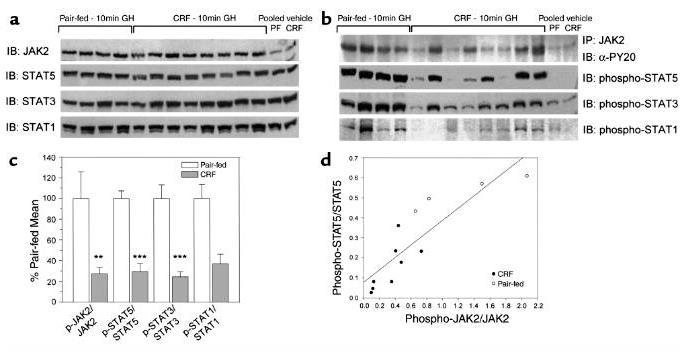 GH-MEDIATED JAK2/STAT SIGNAL TRANSDUCTION IS IMPAIRED IN