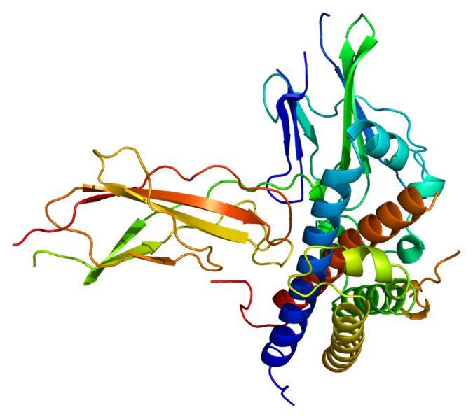 . Hormona de Crecimiento La GH es un polipéptido de 191 aminoácidos sintetizado y secretado por las células somatotrofas de la hipófisis anterior.