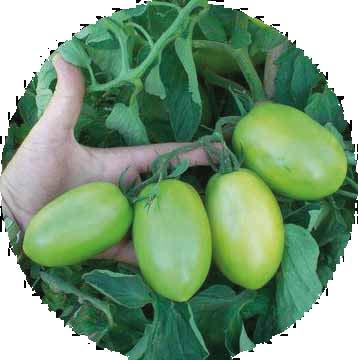 BORARO F1 Planta de excelente vigor, que se destaca por su sanidad y alta prolificidad (carga de frutos por planta).