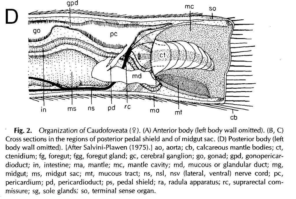 Parte posterior del cuerpo, ventralmente, veríamos: Cavidad paleal en forma