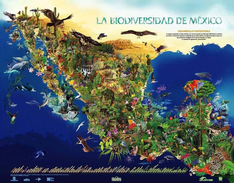 Fuente de Mapa: PROFEPA SEMARNAT. 2 Contexto México país Megadiverso Cuenta con 1.5% de la superficie continental. Cuarto país megadiverso del mundo. 10% del total mundial de especies conocidas.