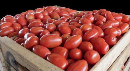 Vegetales Tomate de cocina, mediano, de primera (caja de 45 a 50 lb) Cuadro 1. Precio promedio semanal Precio promedio (Quetzales) Variación 62.50 48.00-14.50-23.