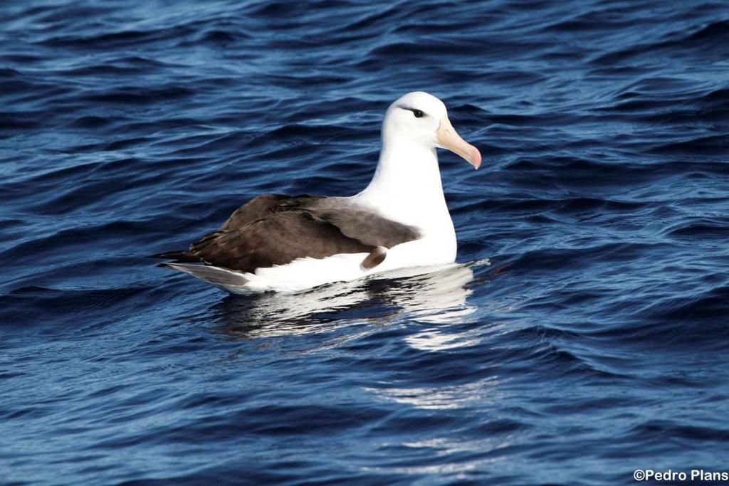 Especies observadas Albatros Ojeroso Thalassarche melanophrys. 1000 ejemplares, incluyendo adultos y jóvenes/inmaduros. Especie incluida en la lista de Especies Amenazadas de Sudáfrica.