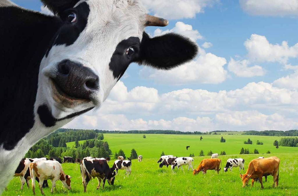 La selección de lo selecto En OKELAN seleccionamos las mejores carnes de vacuno de raza frisona de pequeñas explotaciones, dónde las vacas se crían de forma natural, como tradicionalmente se venía
