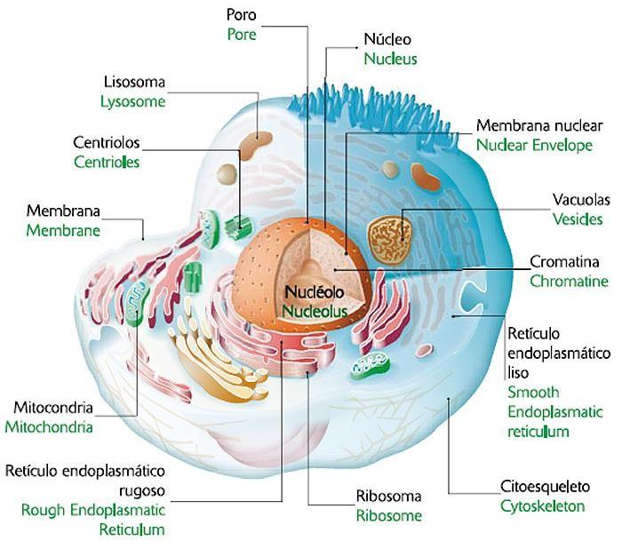 LA CÈL LULA EUCARIOTA La principal característica de les cèl lules eucariotes és que tenen el material genètic (ADN) tancat dins d'un nucli.