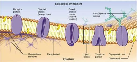 La membrana plasmàtica està formada per una bicapa lipídica i una sèrie de proteïnes disposades de forma irregular a un i altre costat de la bicapa lipídica o bé immerses en ella.