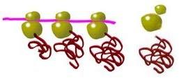 Ambdues subunitats estan separades en el citosol i s'uneixen per traduir un filament d'arnm (ARN missatger) a proteïnes. En acabar la traducció, les dues subunitats se separen de nou.