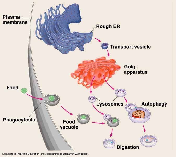 MITOCONDRIS Els mitocondris són els orgànuls encarregats de l'obtenció d'energia mitjançant un procés anomenat respiració
