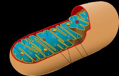 Els mitocondris posseeixen dues membranes: una membrana mitocondrial externa llisa i una membrana mitocondrial interna