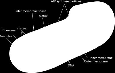 L'espai entre ambdues membranes rep el nom d'espai intermembranós, i l'espai delimitat per la membrana interna s'anomena