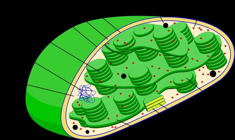 Els cloroplasts presenten dues membranes: una membrana plastidial externa i una membrana plastidial interna.
