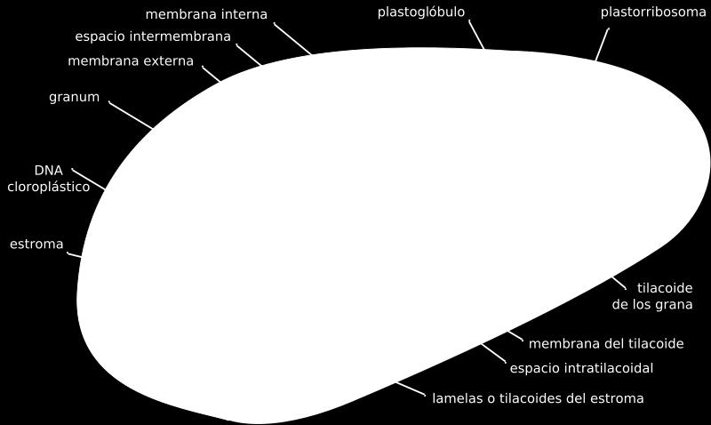 A l'interior de l'estroma hi ha un tercer sistema membranós format per uns sacs aplanats anomenats tilacòides.