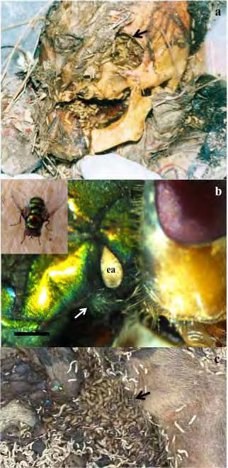 Chrysomya albiceps, CHILE, ENTOMOLOGÍA FORENSE especies colonizadoras primarias del cadáver. iii) De cada cadáver se tomaron diariamente muestras representativas de las masas larvarias.