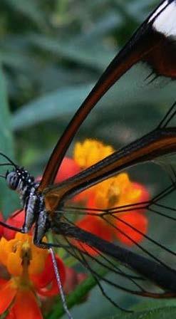 juan José Arango Glasswinged Butterfly Foto