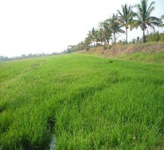 El programa de mejoramiento de arroz mediante un convenio de colaboración con el fondo latinoamericano de arroz bajo riego (FLAR) logro la liberación comercial de las variedades de arroz DICTA FL