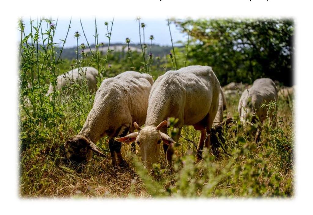 EL RAMAT Actualment tenim al voltant de 300 ovelles entre les quals hi ha alguna cabra i bocs, tots certificats