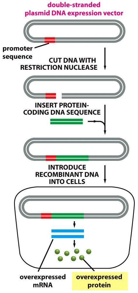 Expresión de proteínas recombinantes Vectores de expresión Características adicionales: -