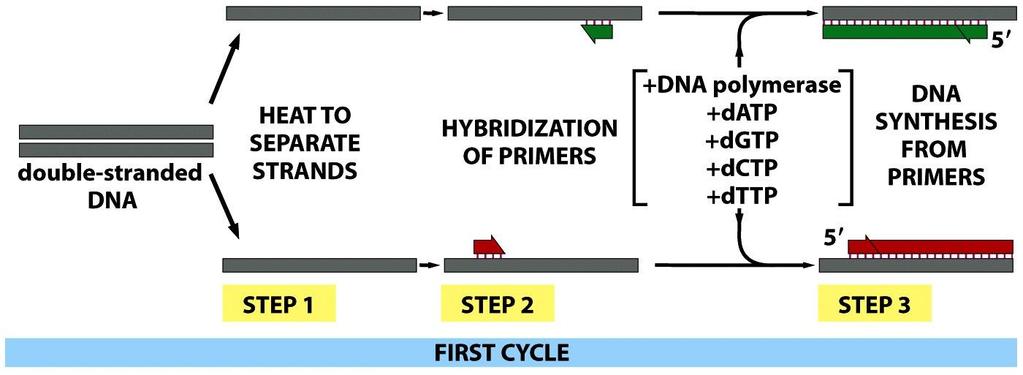 VI. DETECCION DE ACIDOS NUCLEICOS mediante Reacción en cadena de la polimerasa (PCR) cebador reverso