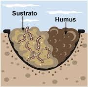 Materia orgánica estable: Humus Conjunto de compuestos intermedios (parcialmente descompuestos) y estables que resulta de la descomposición del tejido de plantas y