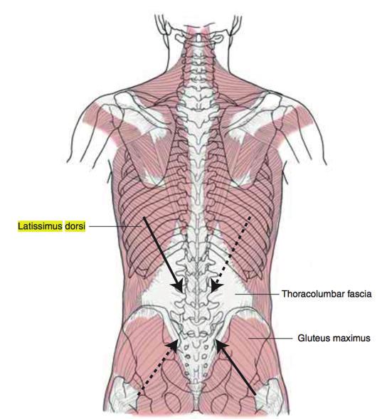 La contracción de estos músculos traccionan sobre la fascia dotando de mayor estabilidad en la zona.
