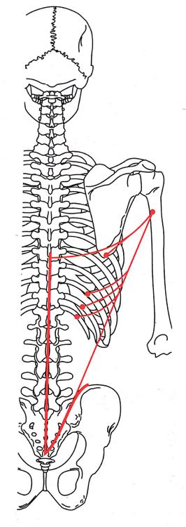 dorsal ancho i. anatomía El dorsal ancho es un músculo de forma plana y ancha como su nombre indica.