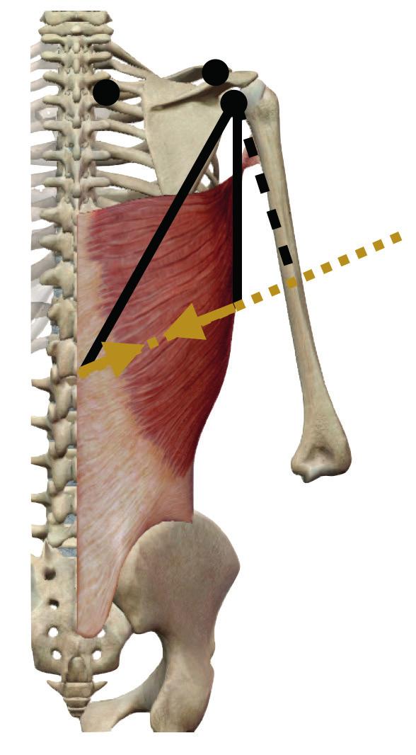 ii. mecánica muscular La mecánica del dorsal ancho es bastante compleja debido al gran número de articulaciones a las que afecta directamente.