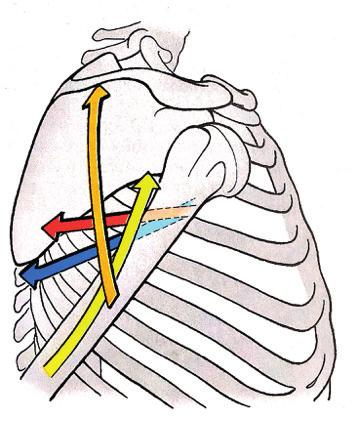 Músculos sinergistas con el dorsal ancho sobre el eje L-M de la GH son el redondo mayor (dirección muy similar al dorsal ancho), el redondo menor, cabeza larga del tríceps y el deltoides posterior.