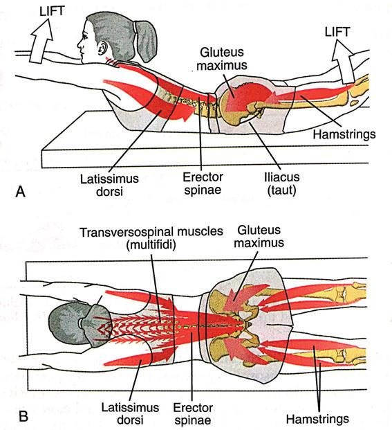 Desde posiciones de flexión de hombro el dorsal ancho se comporta como flexor de columna torácica.