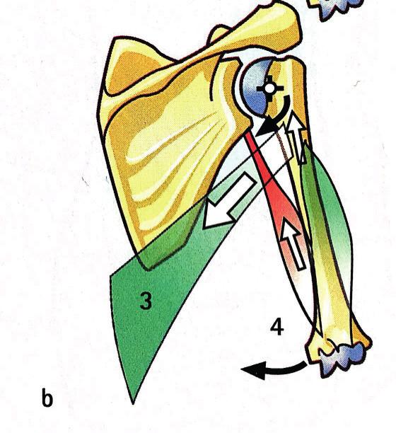 función muscular otras funciones del dorsal ancho FUNCIÓN DE COAPTACIÓN DE LA GH En algunos estudios se puede encontrar como este músculo se activa durante la abducción y flexión del hombro.