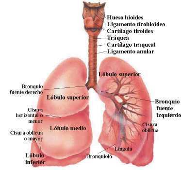Los pulmones son dos órganos esponjosos, internos para mantener la humedad. Se ubican en la caja torácica protegidos por las costillas.
