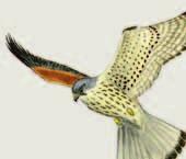Longitud: 41 cm Envergadura: 75-80 cm Es la paloma más grande de Europa Estornino negro (Sturnus