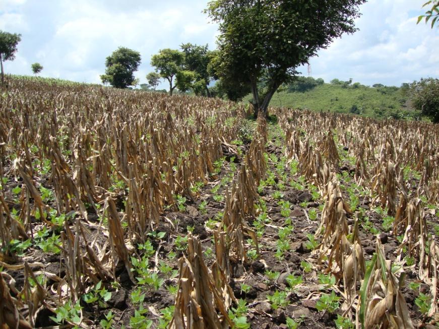 Oriente En la foto de la derecha se observa una parcela de milpa, en la cual se estableció un sistema agroforestal, donde se siembra maíz y frijol de relevo.
