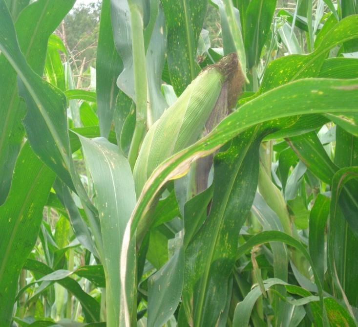 El cultivo de maíz se encuentra en la fase fenológica de Cosecha, en su etapa de desarrollo R6, en esta etapa es posible observar una línea negra en la base del diente de maíz, esto nos indica que ya