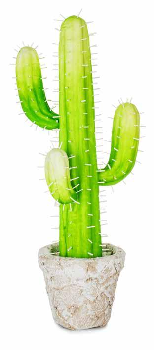 Rastrillo Cactus en maceta de