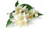 DONNA 80 Familia olfativa: Oriental + Floral Pimienta rosa, durazno Rosa, flores blancas, jazmín y Benjuí de Siam, cedro de (melocotón) y pera frambuesa Virginia, almizcle, ámbar, caramelo, pachulí y