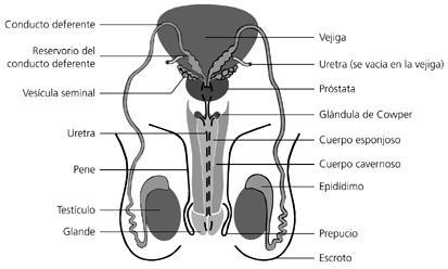 4 a 6 Las gónadas masculinas: TESTÍCULOS Esta producción requiere de una temperatura inferior a la corporal Producen las células