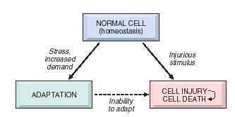 Célula Normal Homeostasis Adaptación Injuria Celular Muerte