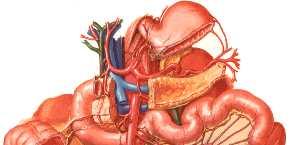El intestino delgado es una longitud de aprox.