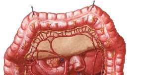 El intestino grueso presenta cuatro caracteristicas que le distinguen