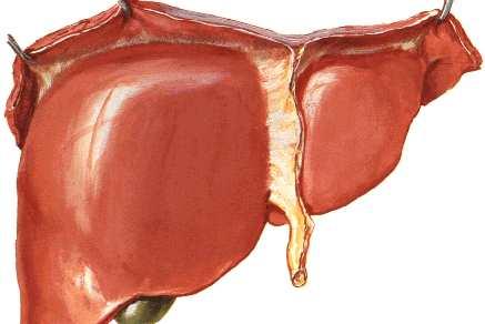 El hígado es una de las glándulas anexas al tubo digestivo.