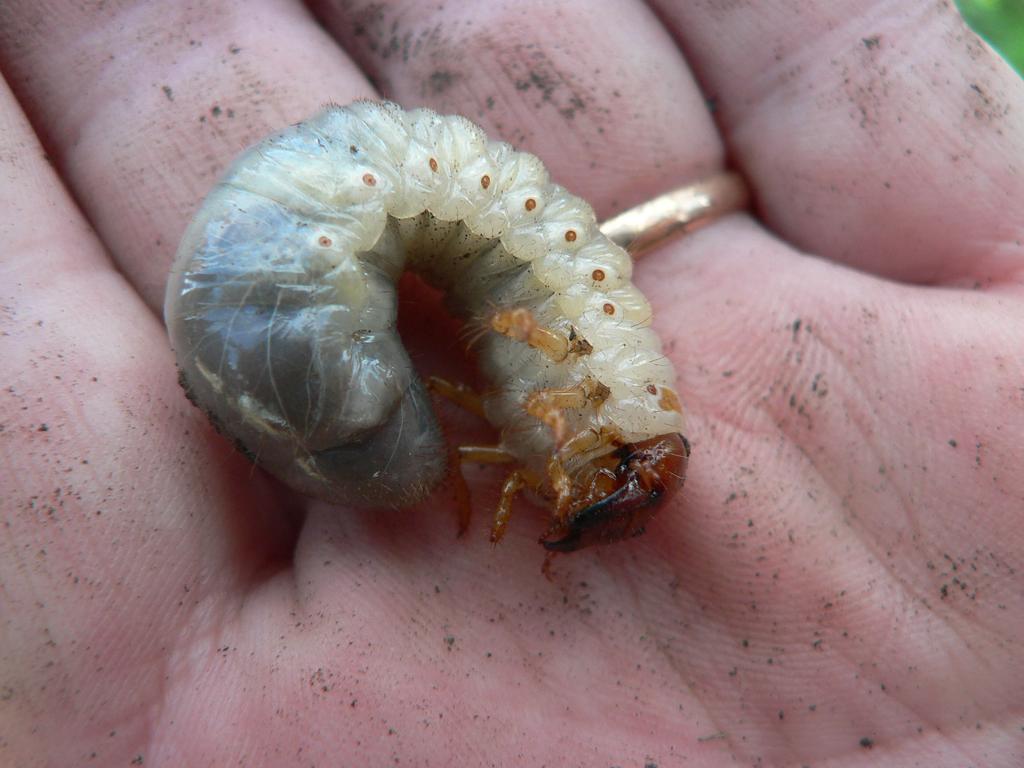 En el tercer estadio larval alcanza su máxima voracidad.
