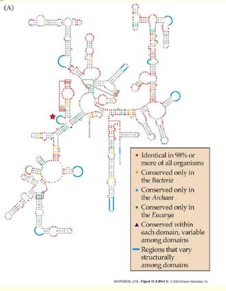 ARNr de 16S Estructura secundaria del ARNr de 16S de E.