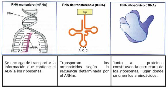 TRABAJANDO CON ARN La gran ventaja de estudiar el ARN es que me permite conocer