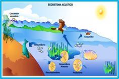 Ecosistemas terrestres Ecosistemas acuáticos Cómo circulan la