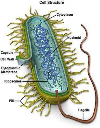 6 La bacteriana está hecha de una sustancia llamada peptidoglucano. cápsula pili flagelo pared celular Slide 29 / 111 6 La bacteriana está hecha de una sustancia llamada peptidoglucano.