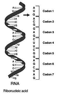 Revisión rápida - Genes Slide 41 / 111 Los genes son las unidades de la herencia. Son segmentos de N. ada gen tiene un locus específico, o ubicación, en un determinado cromosoma.