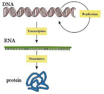 Slide 62 / 111 La transcripción es la elaboración del RN a partir del código en el N. Una vez que se hace el RN, entonces el RN se traduce en la proteína.